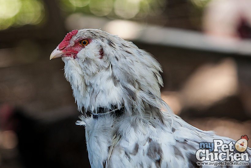 No-Crow Rooster Collar