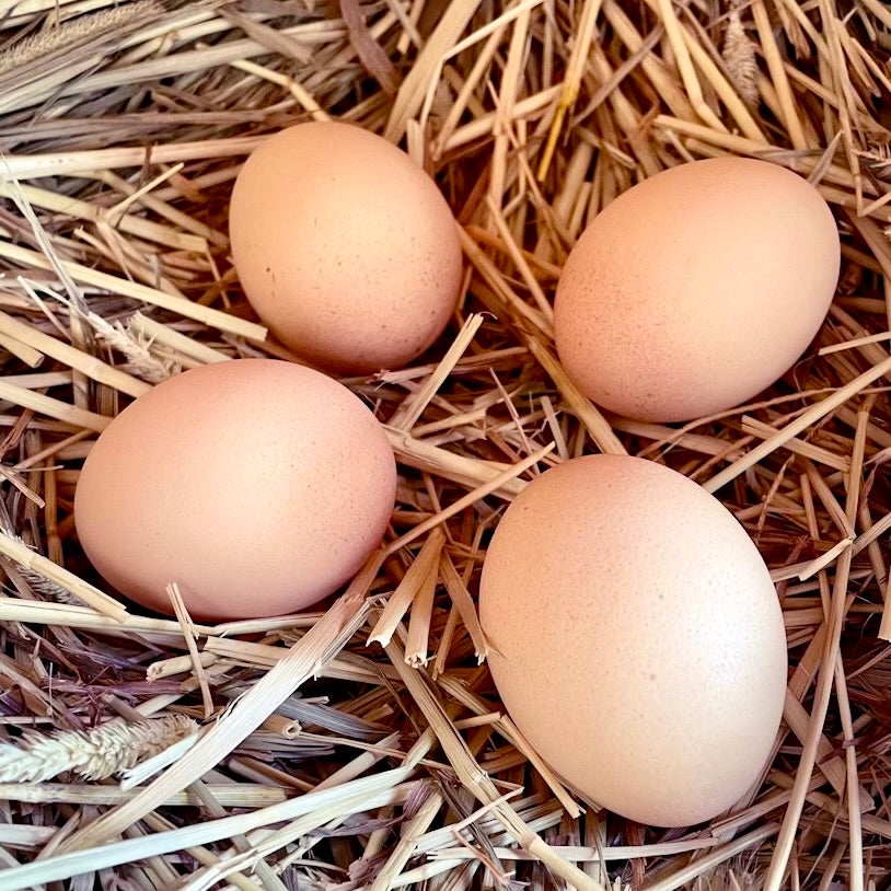 Bielefelder chicken eggs