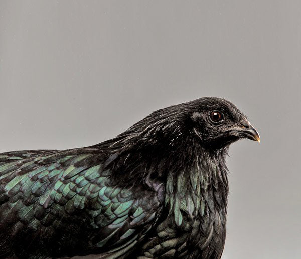 Black Sumatra chicken