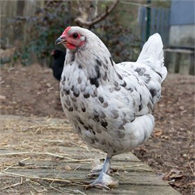 Blue Splash Marans chicken pullet