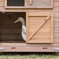 The Bungalow Coop is the perfect coop for ducks and geese.