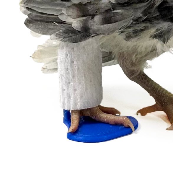 Chicken Splints for Curled Toe, Broken Legs, Broken feet (4 Sizes)