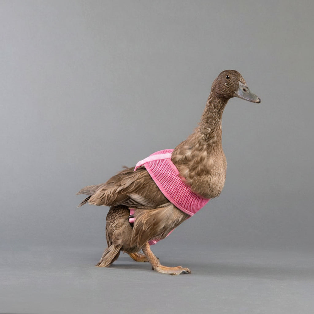 Chicken Harness