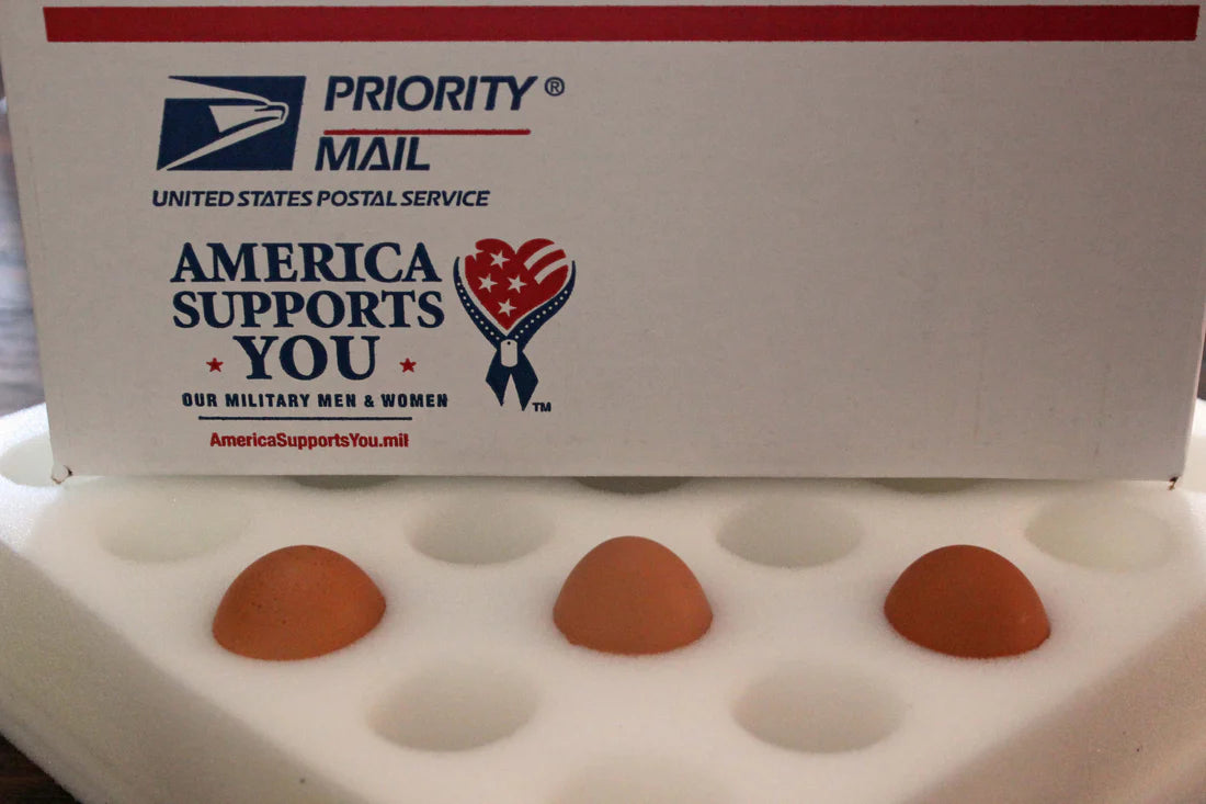 Hatching Eggs: Heritage Golden Laced Wyandotte, Backyard Bunch Location