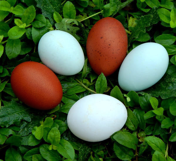 Intense Egg Colors Assortment, Hen Haven Location