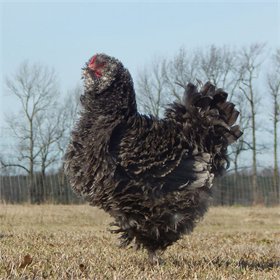 Frizzle Easter Egger