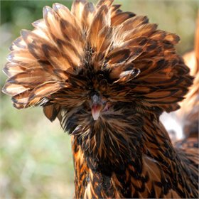 Mystery Chick from Our White Egg Layer Assortment