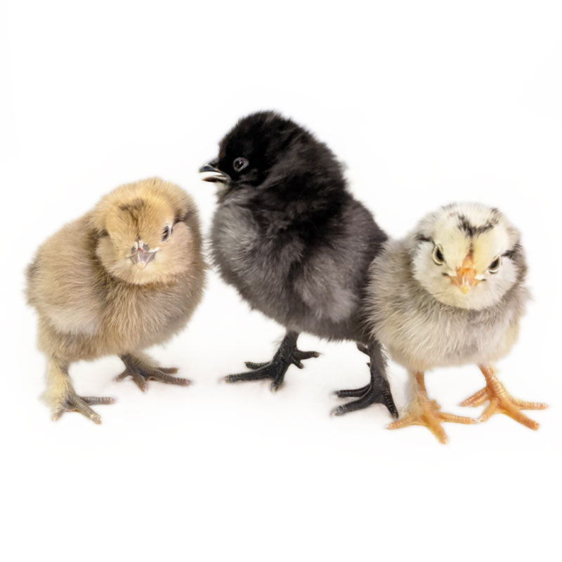 Green Queen Bantam chicks