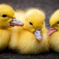 Ducklings: White Muscovy