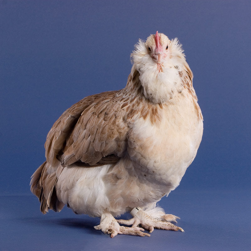 Salmon Faverolles chicken