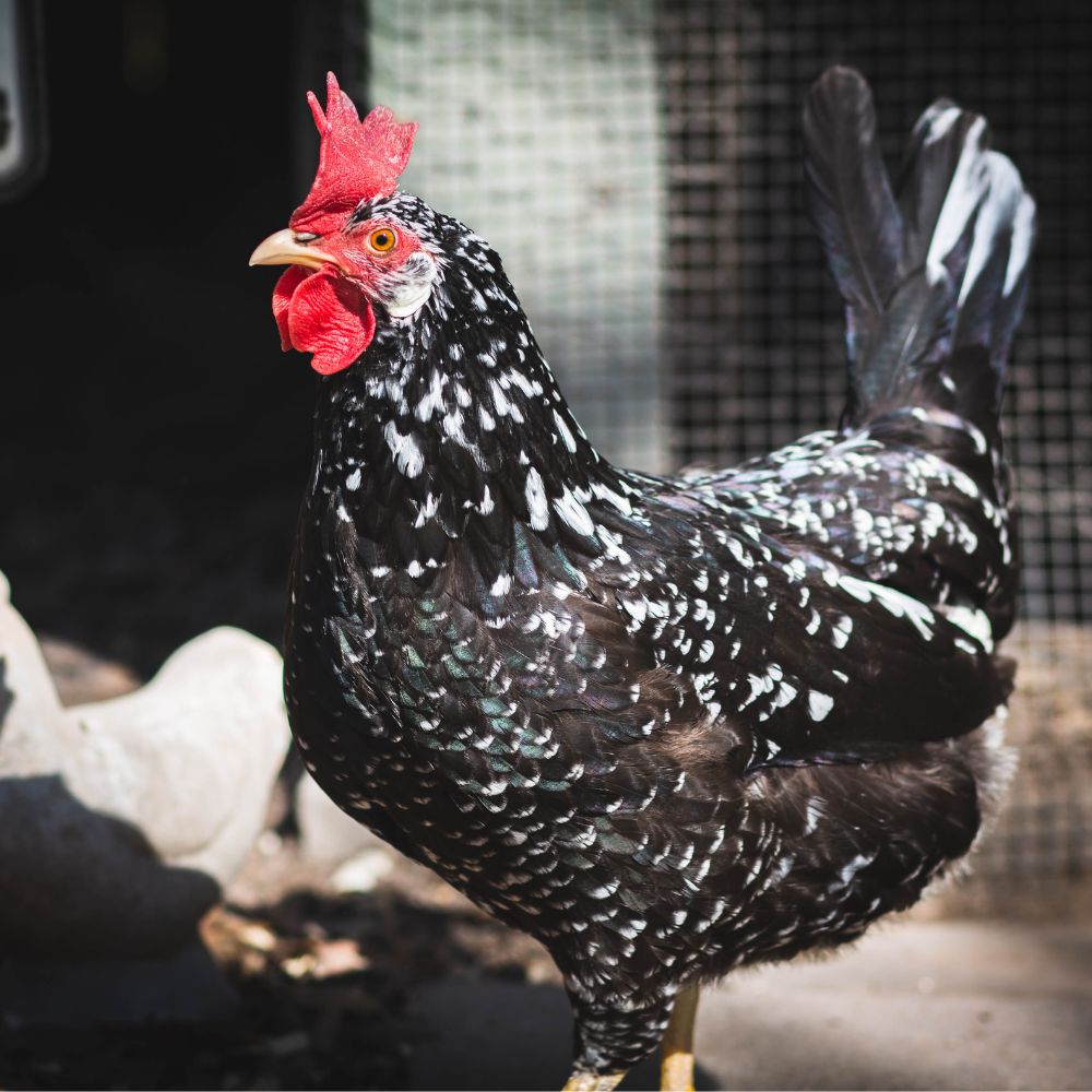 Ancona chicken