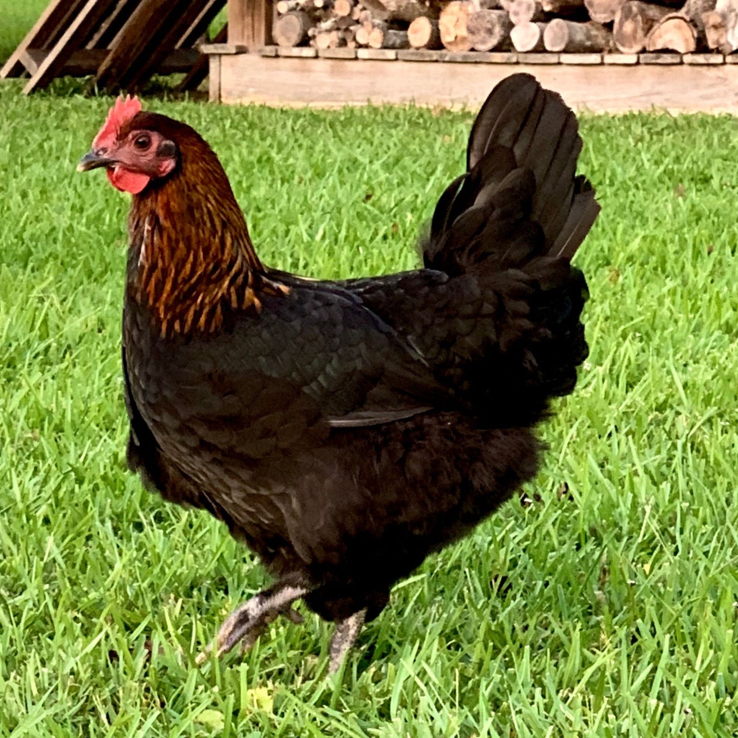 Black Copper Marans