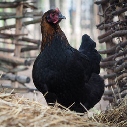 Baby Chicks: Black Copper Marans