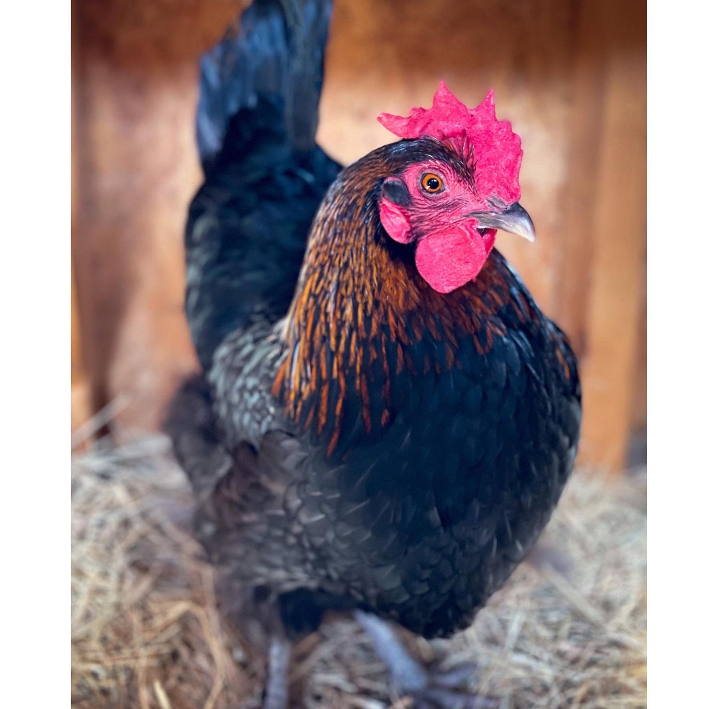 Black Copper Marans chicken