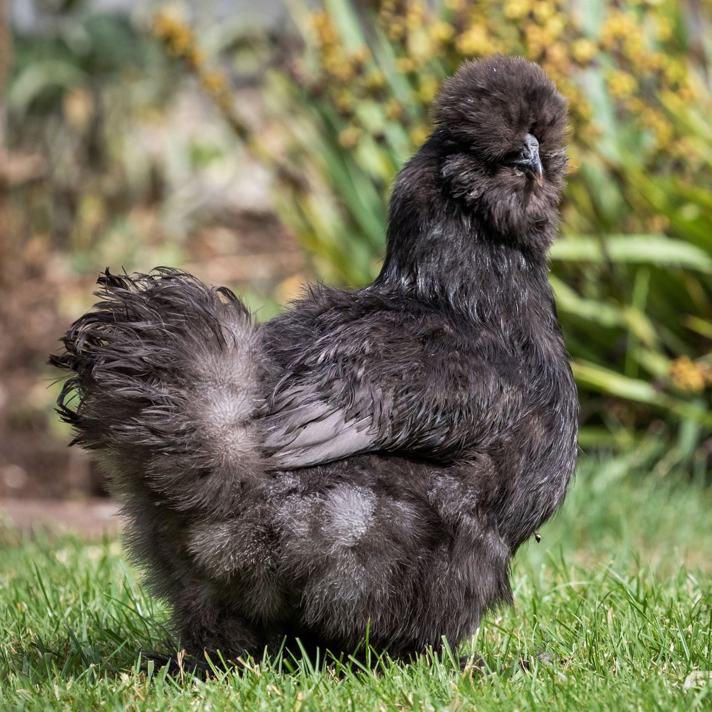 Black Silkie bantam chicken