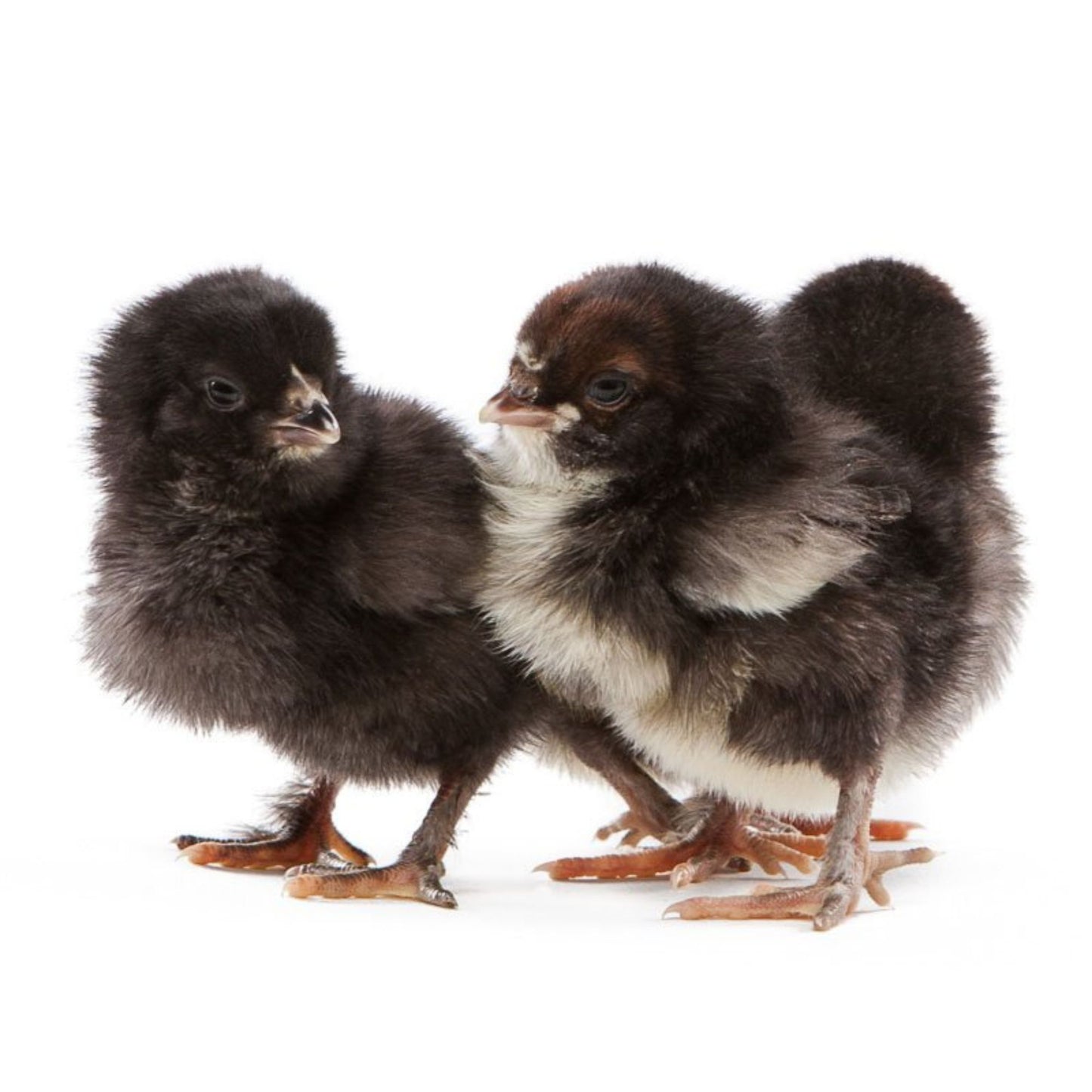 Blue Favaucana baby chicks