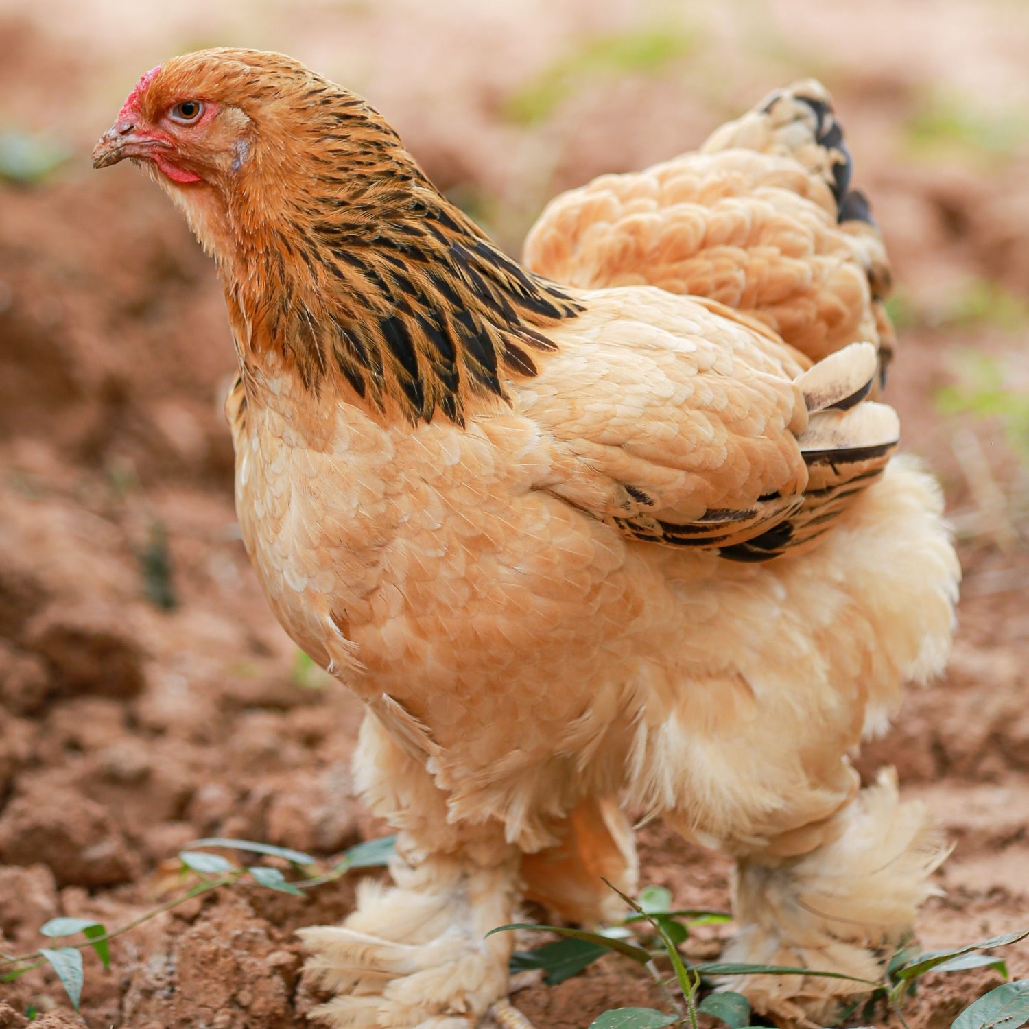 Buff Brahma chicken