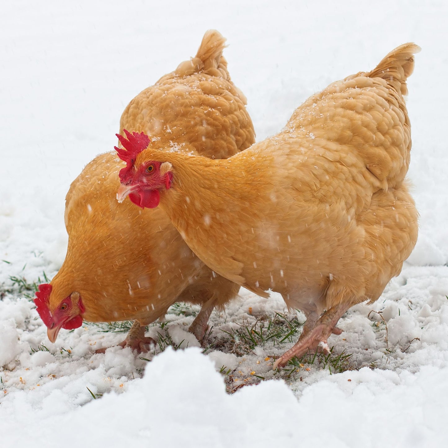 Buff Orpington chicken