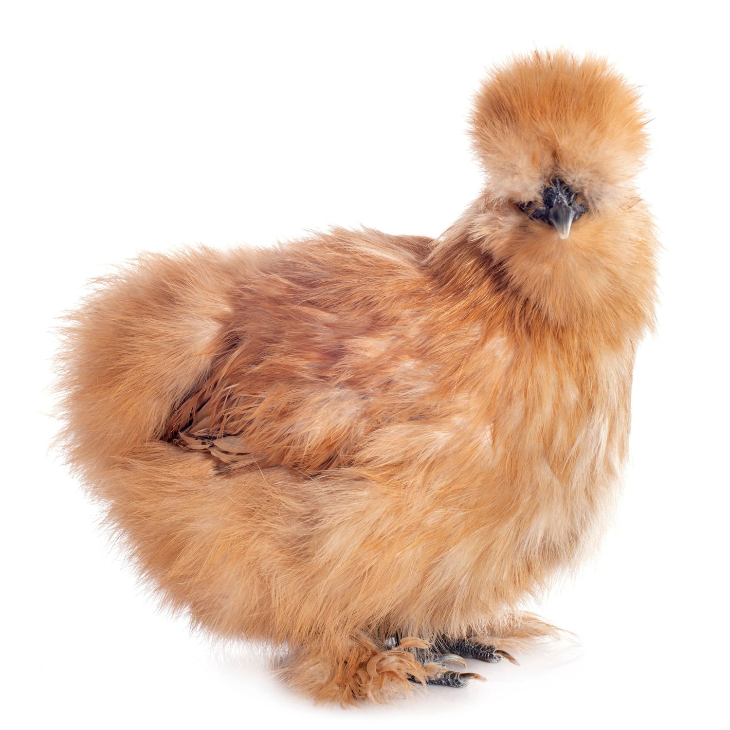 Buff Silkie Bantam chicken