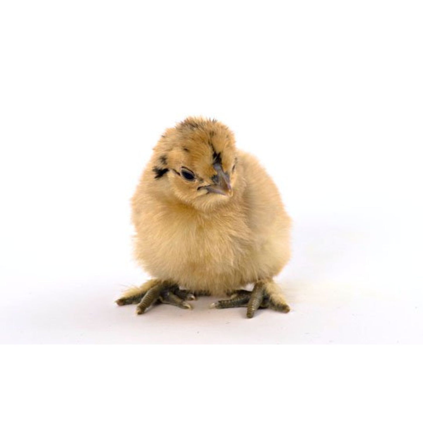 Buff Silkie Bantam baby chick