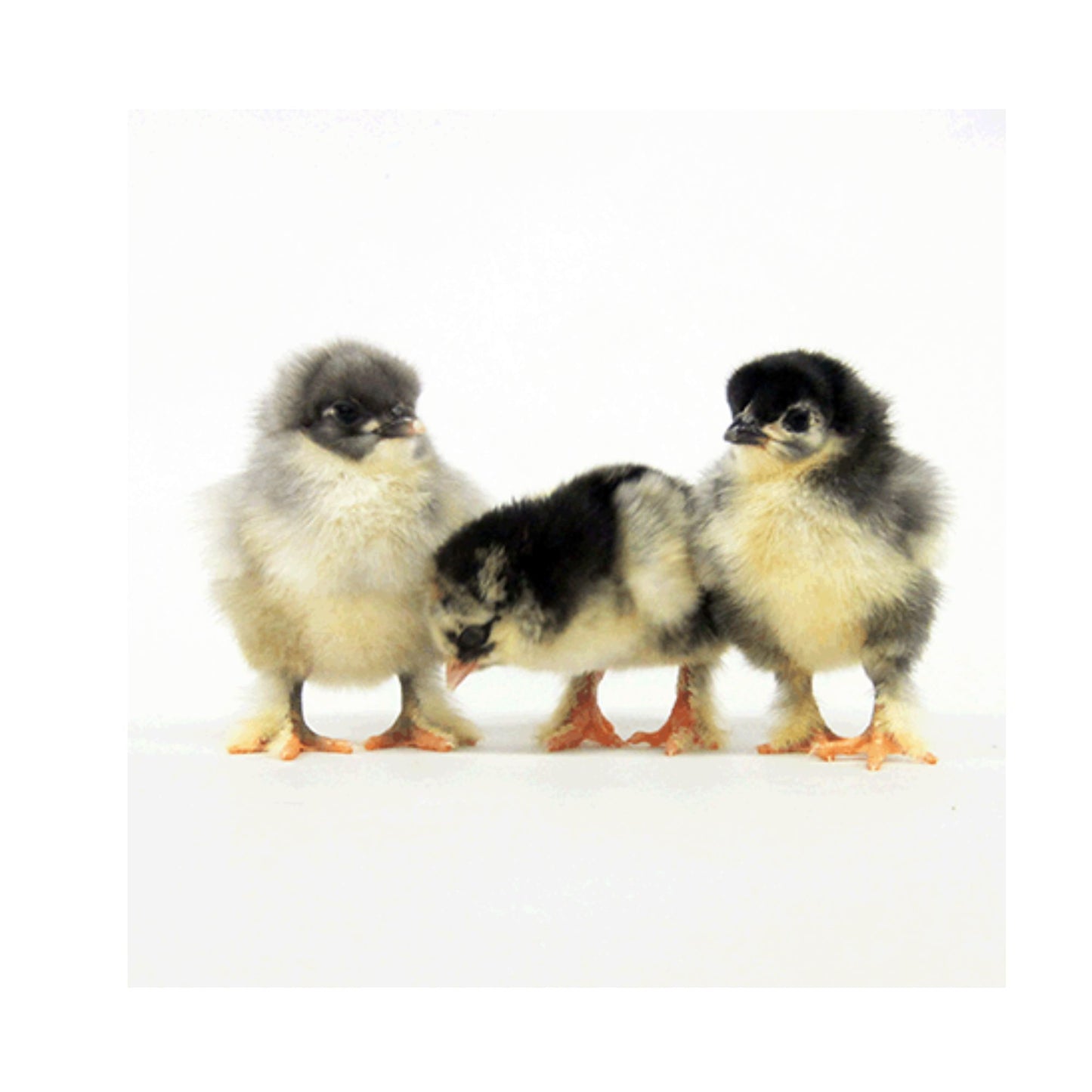 Cochin chicks