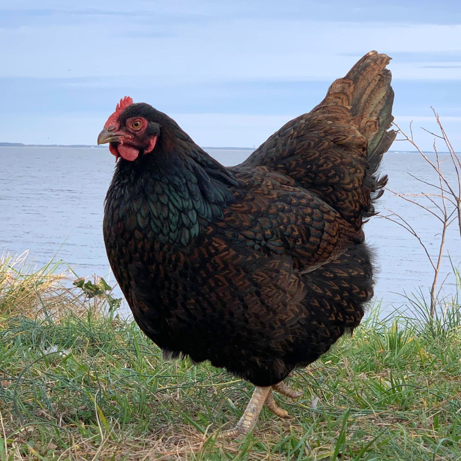 Double Laced Barnevelder chicken