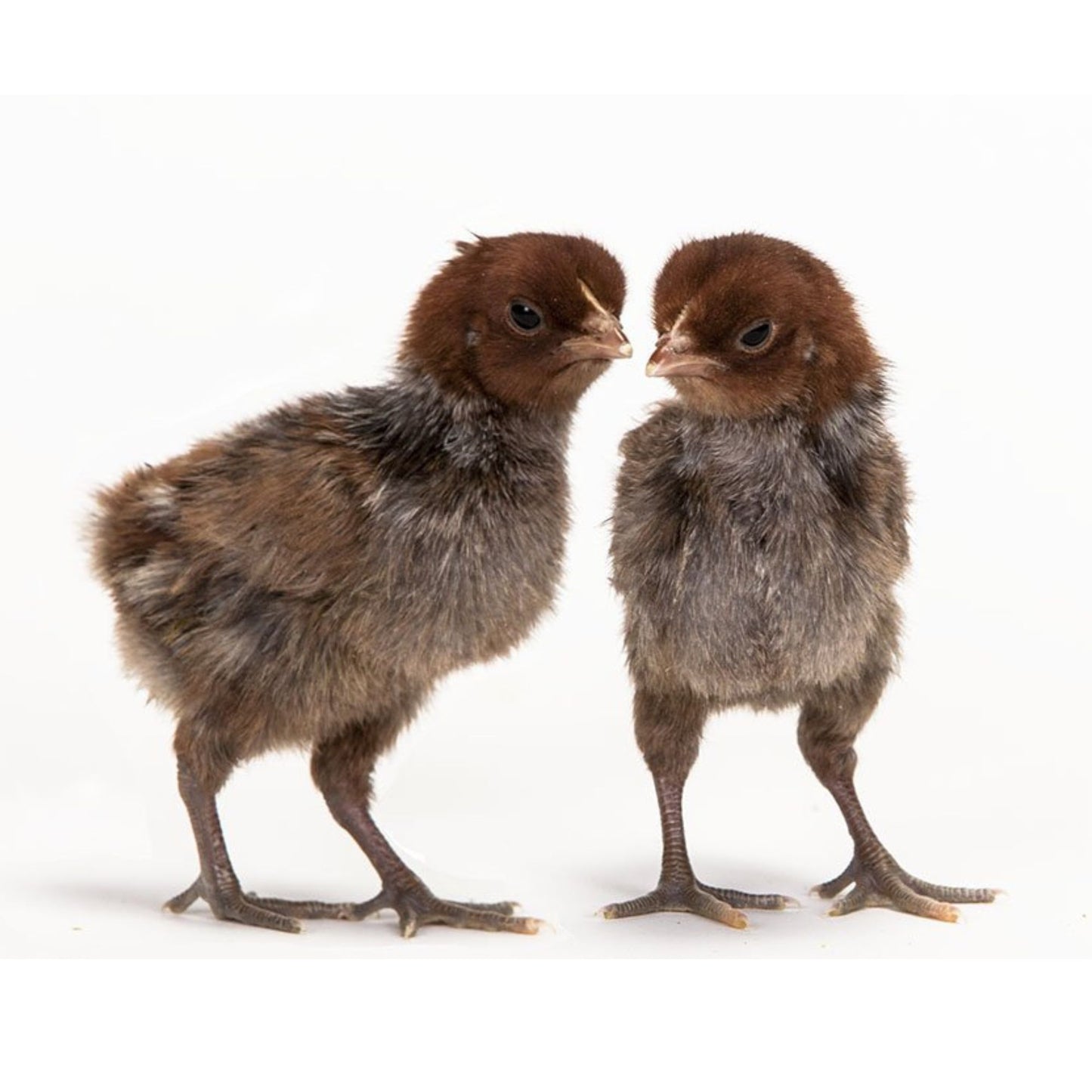 Egyptian Fayoumi chicks