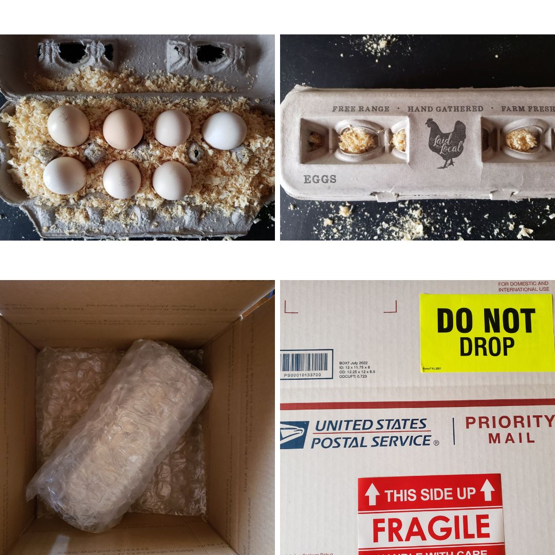 Feathered friends hatching egg packaging