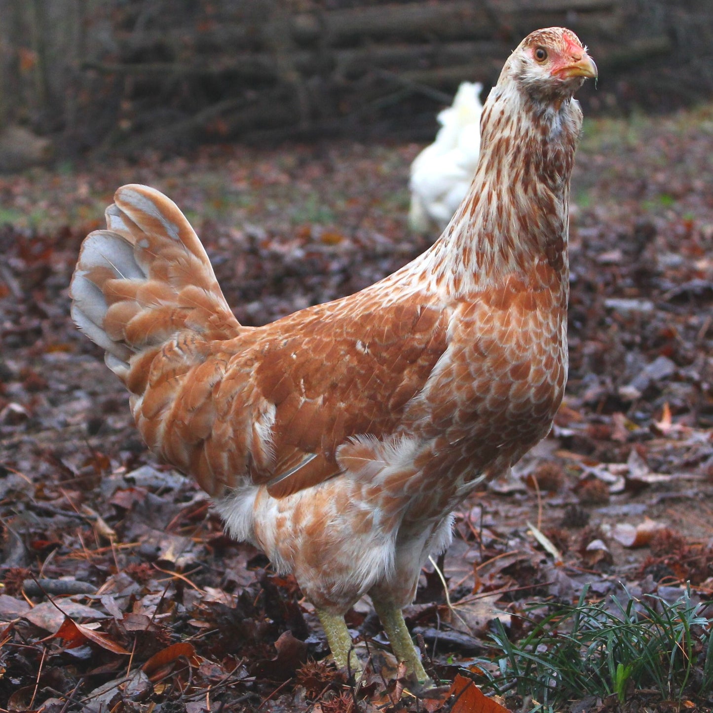 Green Queen Easter Egger