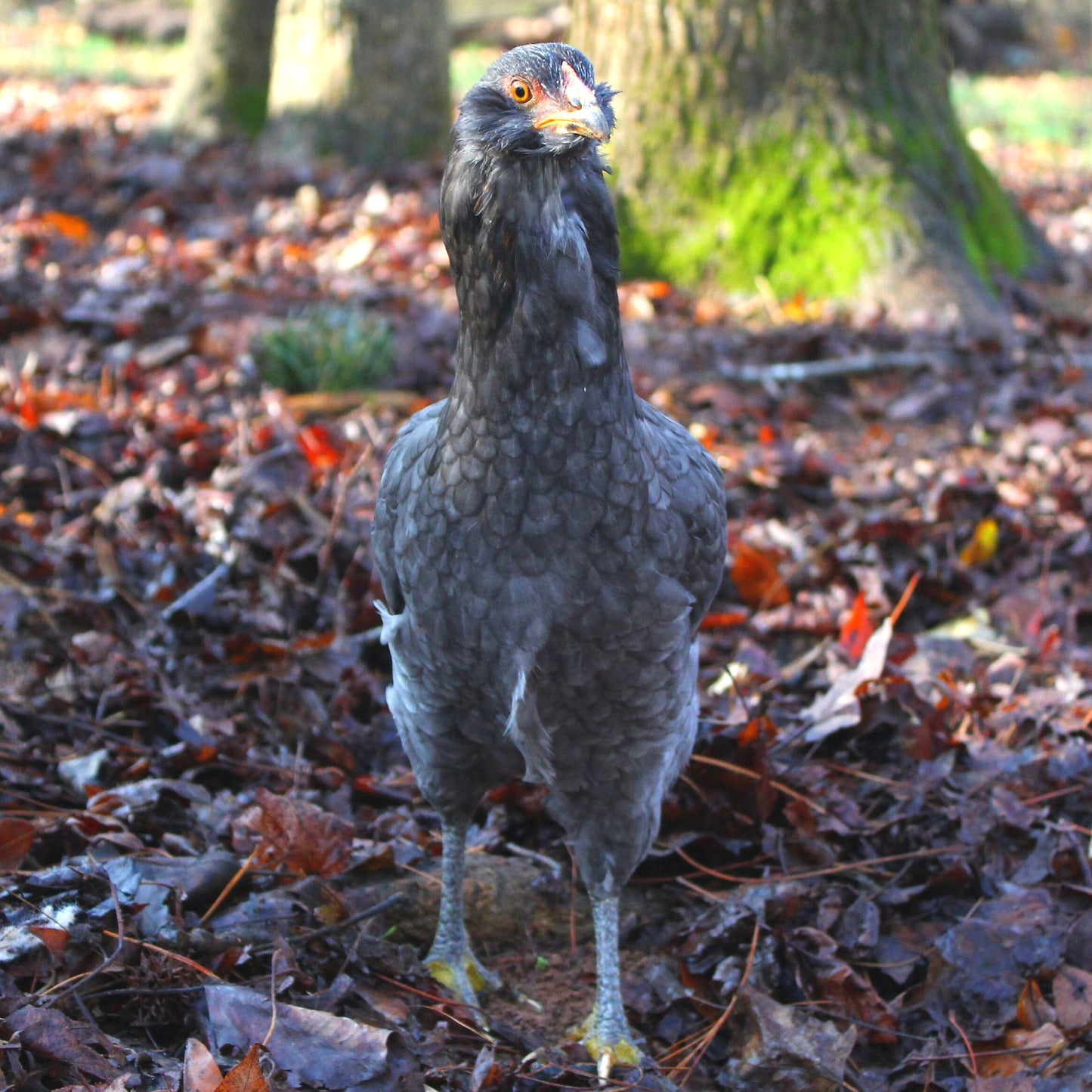 Green Queen Easter Egger