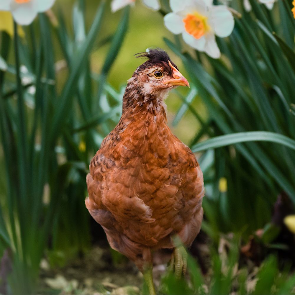 Olive Egger chicken pullet
