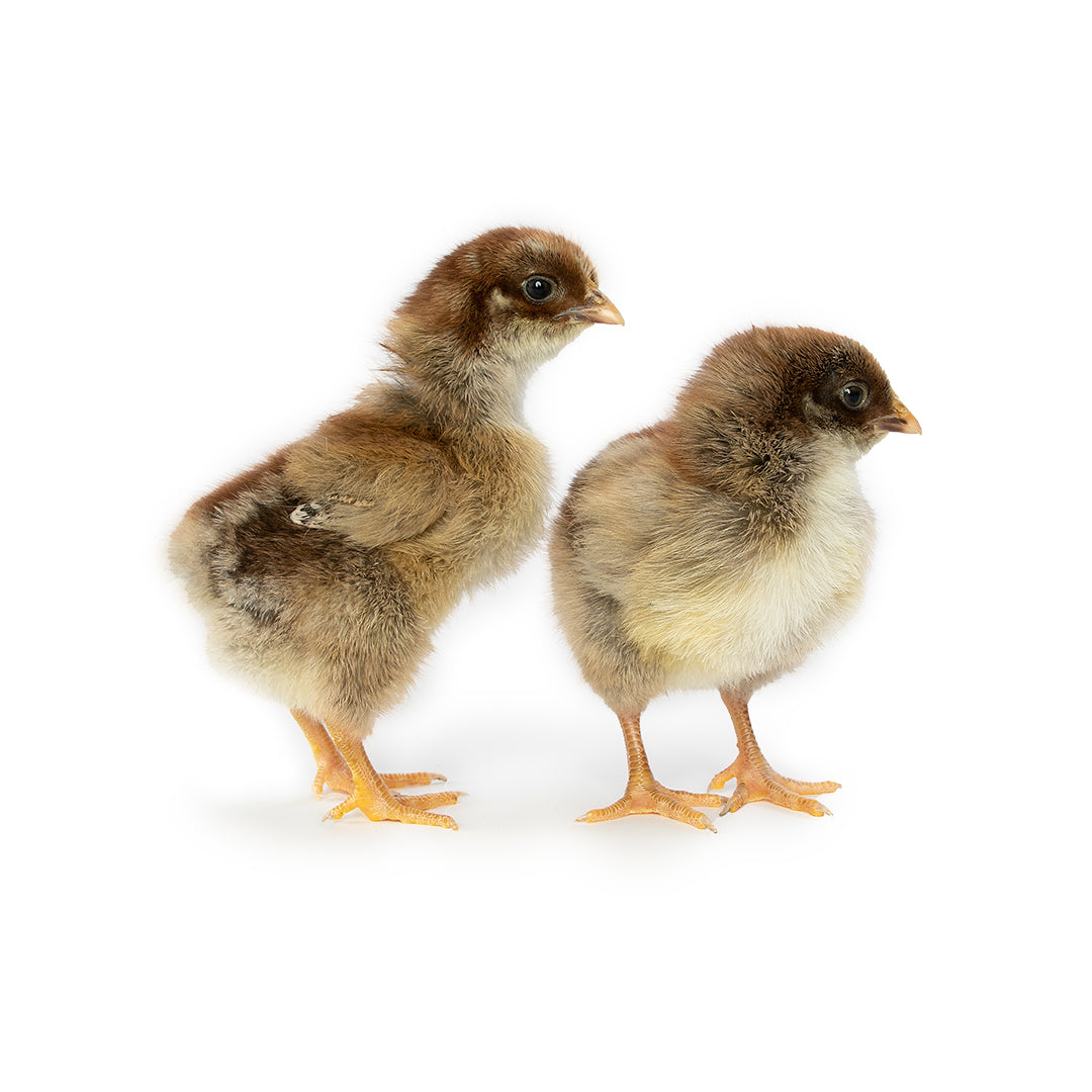Silver Penciled Plymouth Rock chicks