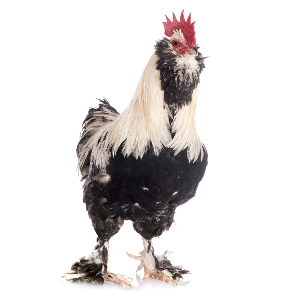 Salmon Faverolles rooster