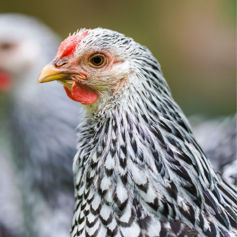 Silver Laced Wyandotte chicken