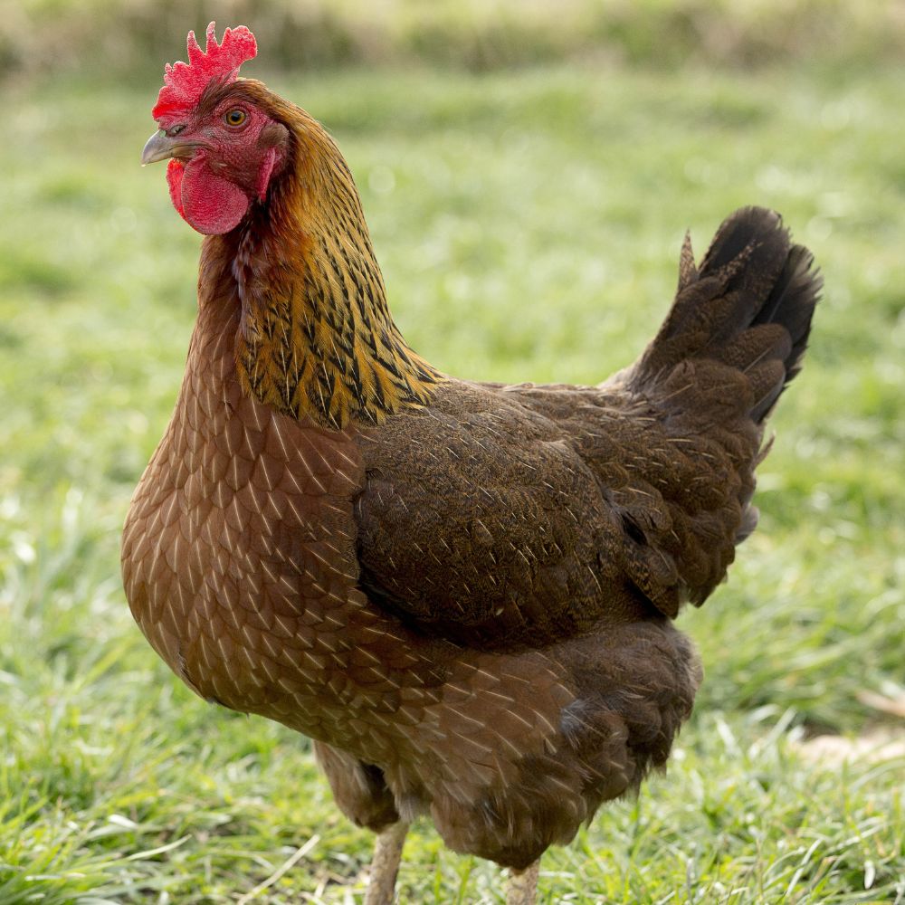 Welsummer chicken