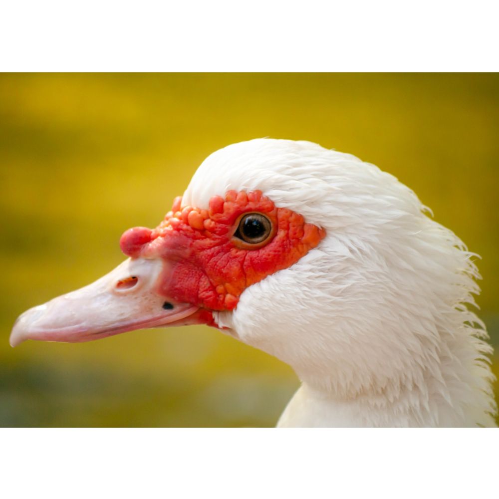 Ducklings: White Muscovy