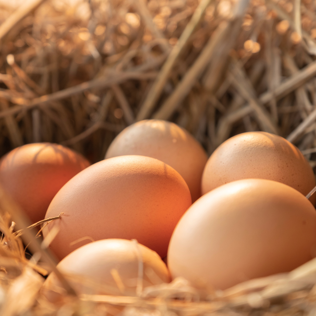 Pullet: Blue Laced Red Wyandotte, Shipping Week of