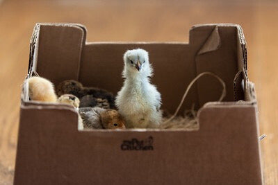 Baby chicks arrive at post office