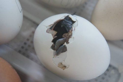 Power Out? 3 Ways to Save the Hatching Eggs