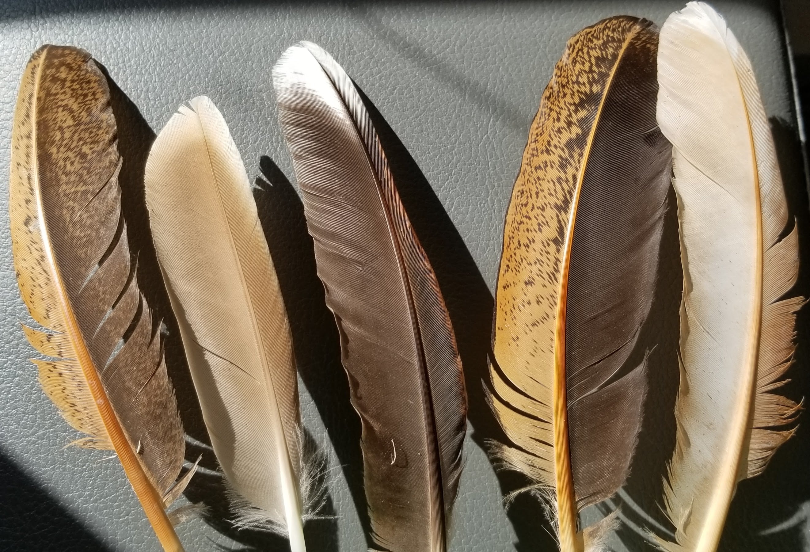 Water repellent feathers: NOT due to the oil gland