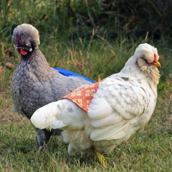Two chickens wearing chicken saddles