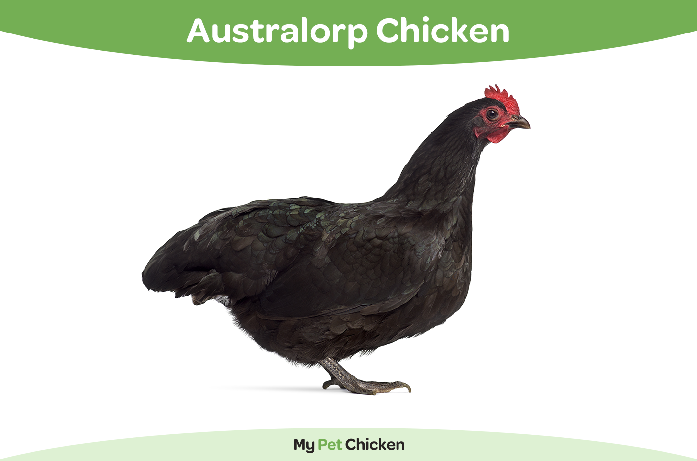 Australorp chicken