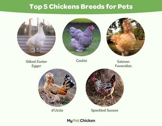 Top 5 Chicken Breeds for Pets include: Silked Waster Eggers, Cochins, Faverolles, d'Uccles, and Speckled Sussex. 