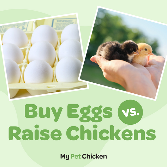 Is it Cheaper to Buy Eggs or Raise Backyard Chickens: Cost Comparison
