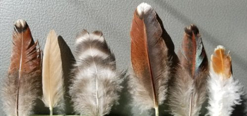 Tragedy to Artistry:  Appreciating Chicken Feathers