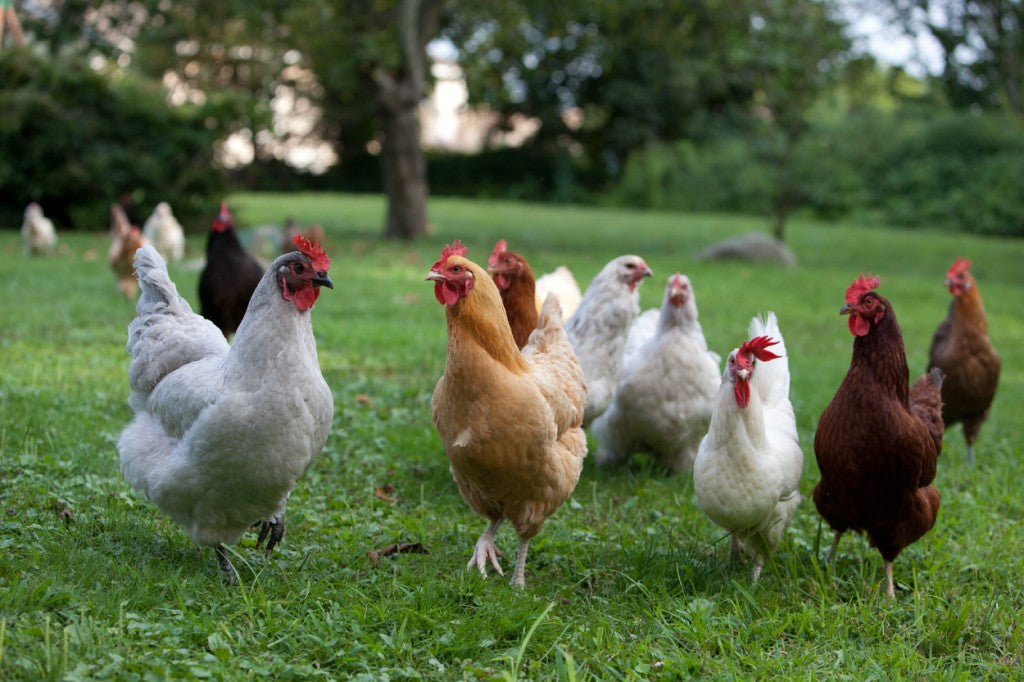 3 ways to Choose Your Best Chicken Breed