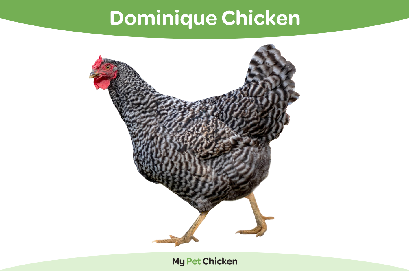 Dominique chicken breed.