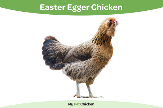 Easter Egger chicken