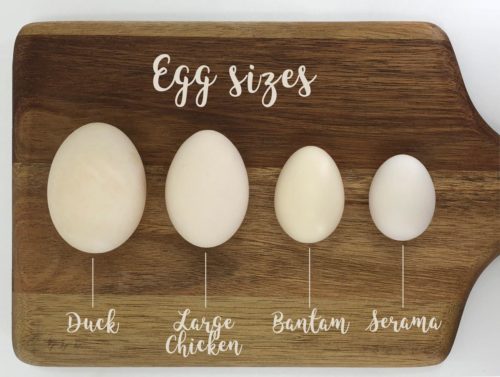 Four great tips for cooking with backyard eggs