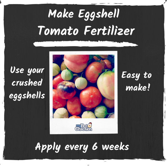 How to Make Eggshell Tomato Fertilizer